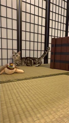 Nezuko-san relaxing #cat #cute #japan #demonslayer