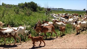 85K views · 410 reactions | 140 goats. 21 acres. See you later, invasive plants. | Iowa Department of Natural Resources | Facebook