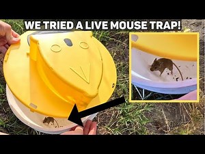 Live Mouse Trap Footage - It's AWESOME!