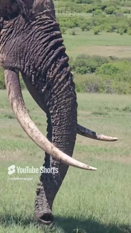 Unbelievable Elephant with Massive Tusks Struts Through Savannah