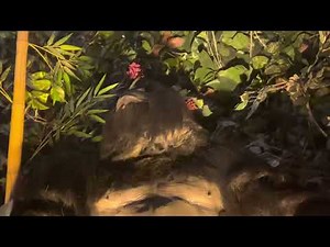 Rainforest cafe gorillas