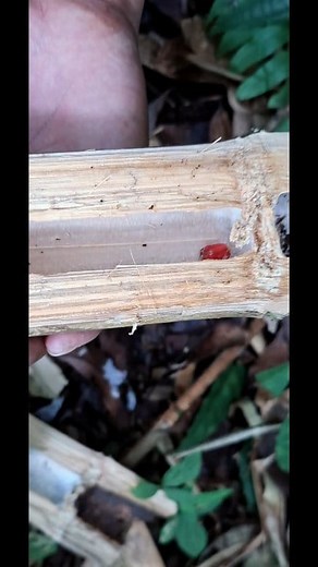 326K views · 6.7K reactions | Merahdelima bambu runcing #vidioexplore #merahdelimabamburuncing #sorotanpublik #jangkowanluas #viral #fyp | IwanKoboy Channel | Facebook