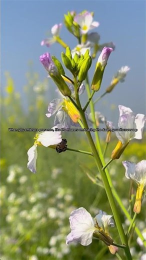 Whispering Blooms: ASMR Spring Wildflower Magic 🌼✨