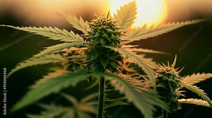 Marijuana plants grow. Green marihuana cannabis plantation. Concept of legal hemp cultivation for medicinal purpose. Vast herbal farm. Weed farming outdoor. Sunset sky, sun light. Drug addiction.