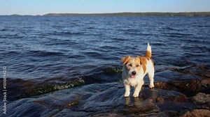 Dog standing on the shore of a lake. Wirehaired Jack Russell Terrier on a hike. Pet on a journey