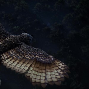 Your Hogwarts invitation is in flight. Pre-order now, and start playing today! | Hogwarts Legacy