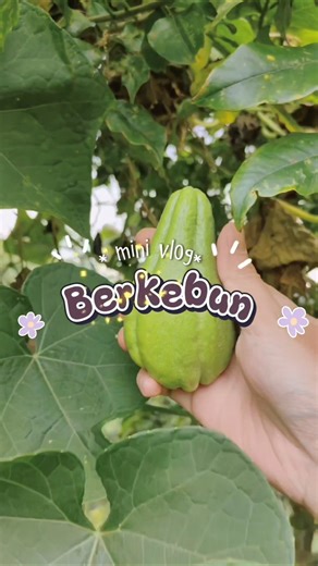 Panen Labu Siam ✨ #shorrts #shortvideo #berkebun #shorts