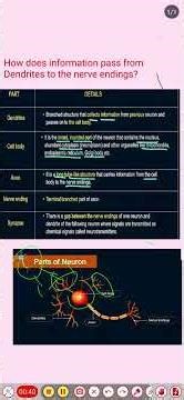 #How does information pass from dendrite to the nerve endings.#science