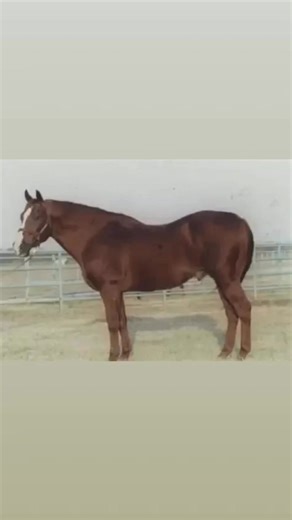 1.6K views · 22 reactions | Bred by Frank Vessels, Sr, The Ole Man...