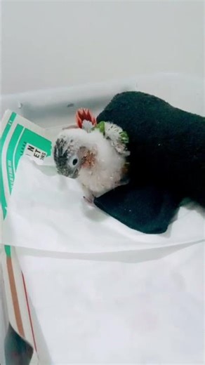 jeune conure eam après son repas