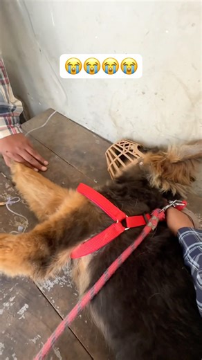 Ticks fever #fevertreatment