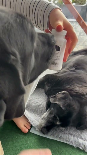 Dlaczego mój 16-letni pies bierze suplementy dla KONI? #zdrowypies #behawiorysta #biohackingpolska