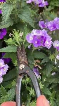 Tips for deadheading verbena