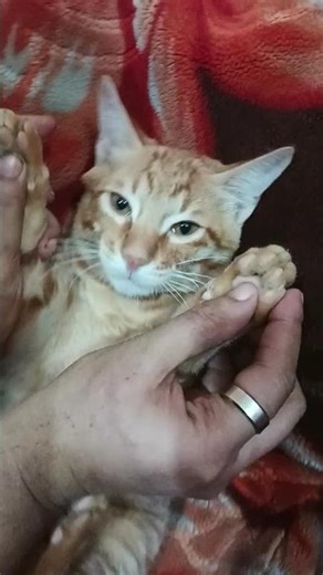 #cat so cute baby shero 🌺🧿🌺#foryou 🌺🌺 trending 💖💖🧿