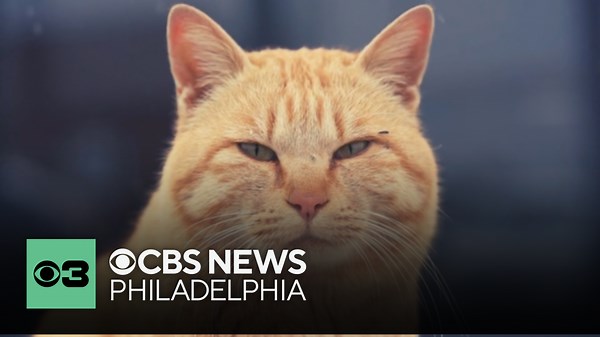 How to tell if your cat is feeling stressed out | Pet Project