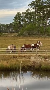 21K views · 1.3K reactions | Ponies are near the road today ! | Chincoteague.com | Facebook