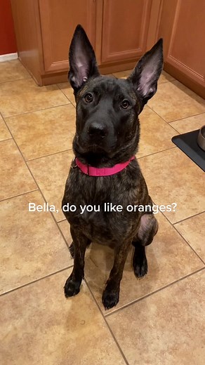 Can Dogs Eat Oranges? Understanding Frenchie Food Preferences