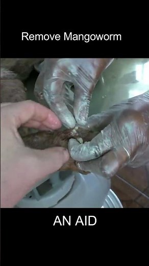犬からワームを取り除くRemoving mangoworm in dog #Shorts #mangoworm