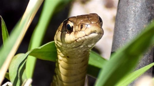 Wildlife expert breaks down what to do if you cross paths with a snake
