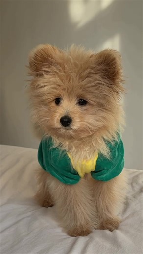 Fluffy Dinosaurs: The Pomapoo Revelation