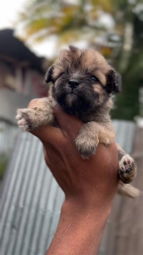 All dogs market (@all.dogs.market)’s videos with original sound - Huruy