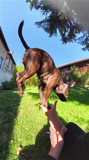 Abused Circus Puppy Finally Performs Because He Wants To