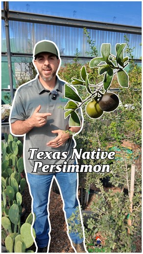 9.1K views · 170 reactions |  It’s Texas Native Plant Week and today we’re celebrating the Texas Persimmon!  This native beauty is perfect for a #backyardhabitat as wildlife love the fruit, the bark looks amazing year round, and it thrives in our North Texas heat 曆 #smithsgardentown #texasnativeweek #texasgardening #nativeplants #persimmontree #wildlifegarden #shoplocal | Smith's Gardentown | Facebook