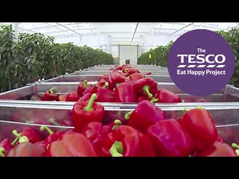 Crunchy Peppers: from farm to fork