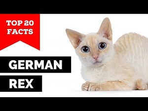 99% of German Rex Owners Don't Know This