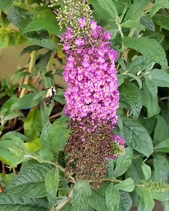 1.2K views · 57 reactions | London Bridge Greenhouses & Nursery on Reels | Facebook