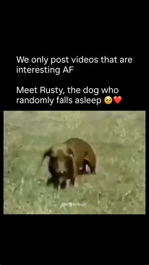 Interesting AF on Instagram: "Rusty wasn’t lazy. He had narcolepsy. In a 1991 educational film, a little dachshund named Rusty became famous in psychology and sleep-disorder classes because his condition was so visible. He could be running around excited, then suddenly collapse into sleep like someone hit a switch. And the scariest part looked like his legs “froze” mid-moment. That wasn’t sleep, it was cataplexy, a temporary muscle shutdown triggered by strong emotions like excitement. It’s one 