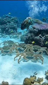 153K views · 1.1K reactions | Crabs and octupos is friend #reelsviralシfb #fypviralシ #adventure #seacreatures #deepocean #oceanlife #hunting #octupos #crabs | Deep Sea Fishing Experts | Facebook