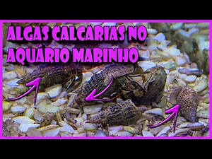ALGAS CALCÁRIAS NO AQUÁRIO MARINHO NANO REEF LOW TECH