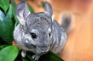 Chinchilla Care Guide: Food, Housing & Health Information | LoveToKnow Pets