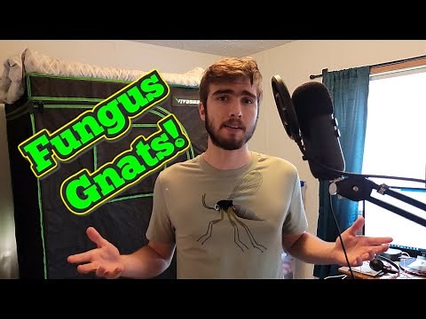 Identification to Eradication: A Cannabis Grower's Guide to Fungus Gnats