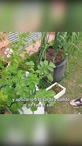 como usar el bicarbonato como fungicida? | Cosas del Jardin