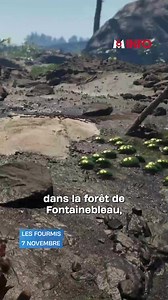 6.1K views · 32 reactions |  Le monde du jeu vidéo est en ébullition ! Les éditeurs préparent la sortie de leurs futurs best-sellers pour Noël. Au programme : Assassin's Creed, Star Wars et même l'adaptation poétique de la saga des fourmis de Bernard Werber. De quoi ravir tous les gamers !  Guillaume Delalande | M6 Info | Facebook