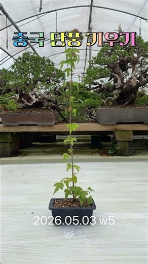 중국 단풍 키우기 2026.05.03 #단풍나무 #분재 #maple #bonsai #もみじ盆栽 #盆栽 #紅葉