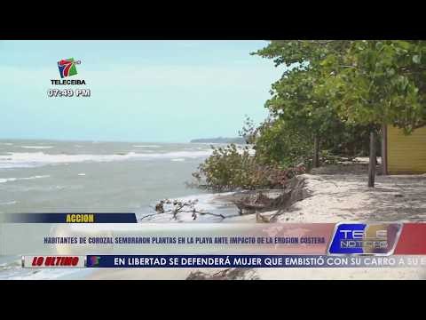 Residents of Corozal reforest the beach to combat the effects of coastal erosion