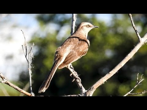 Lovely Songbird: Mockingbird, Sounds! (Mimus saturninus), Sabiá-do-campo.