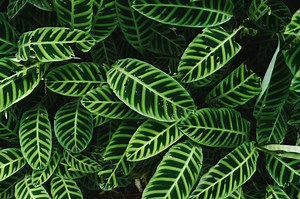 Calathea - Alle Tipps zur Pflege, Vermehrung, Schädlingsbekämpfung & vieles mehr