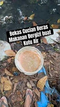 Nutritious Food for Water Fleas #moina