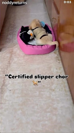 “Noddy running away with my slipper like it’s a trophy 🩴🐕😂”#funnyshorts #puppylove