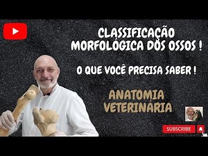 Classificação morfológica dos ossos. O que você precisa saber. Anatomia Veterinária.