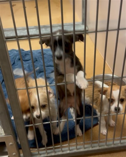 Doggie Protective Services (DPS Rescue) on Reels
