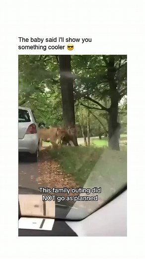 It got too excited 😂 #fyp #foryoupage #zoo #animals #animalsoftiktok #baby #funnybabyvideos