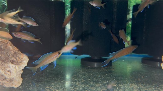 Paracyprichromis Niggripinnis Blue Neon, CaliforniaCichlids.com Seeking serious tropheus breeders, Dont tell anyone but I got some Super rare fish coming in soon. #tropheus #tropheuscichlids #tropheustank If you keep tropheus for real, get in touch. Some not as rare but some super rare. #haplochromis #lakemalawihaps #Tanganyika #aulonocara #calvus #cichlids #frontosa #freshwateraquariumfish #freshwateraquariums #Tanganyikacichlids #laketanganyikacichlids #africancichlids #fishkeeping #cichlidtan
