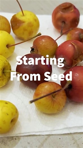 Starting Crab Apple Bonsai From Seed