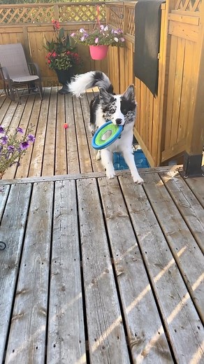 The puppy stage really goes by too quickly, 🥹 | » 𝕂𝕣𝕚𝕤𝕥𝕖𝕟 & 𝕂𝕒𝕞𝕒𝕝𝕚 «