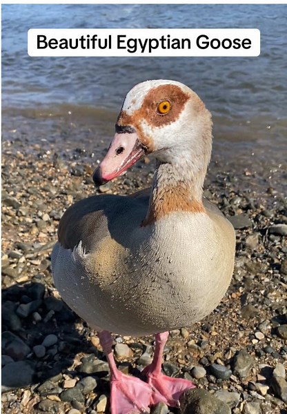 Stunning Egyptian Goose Caught by the Thames